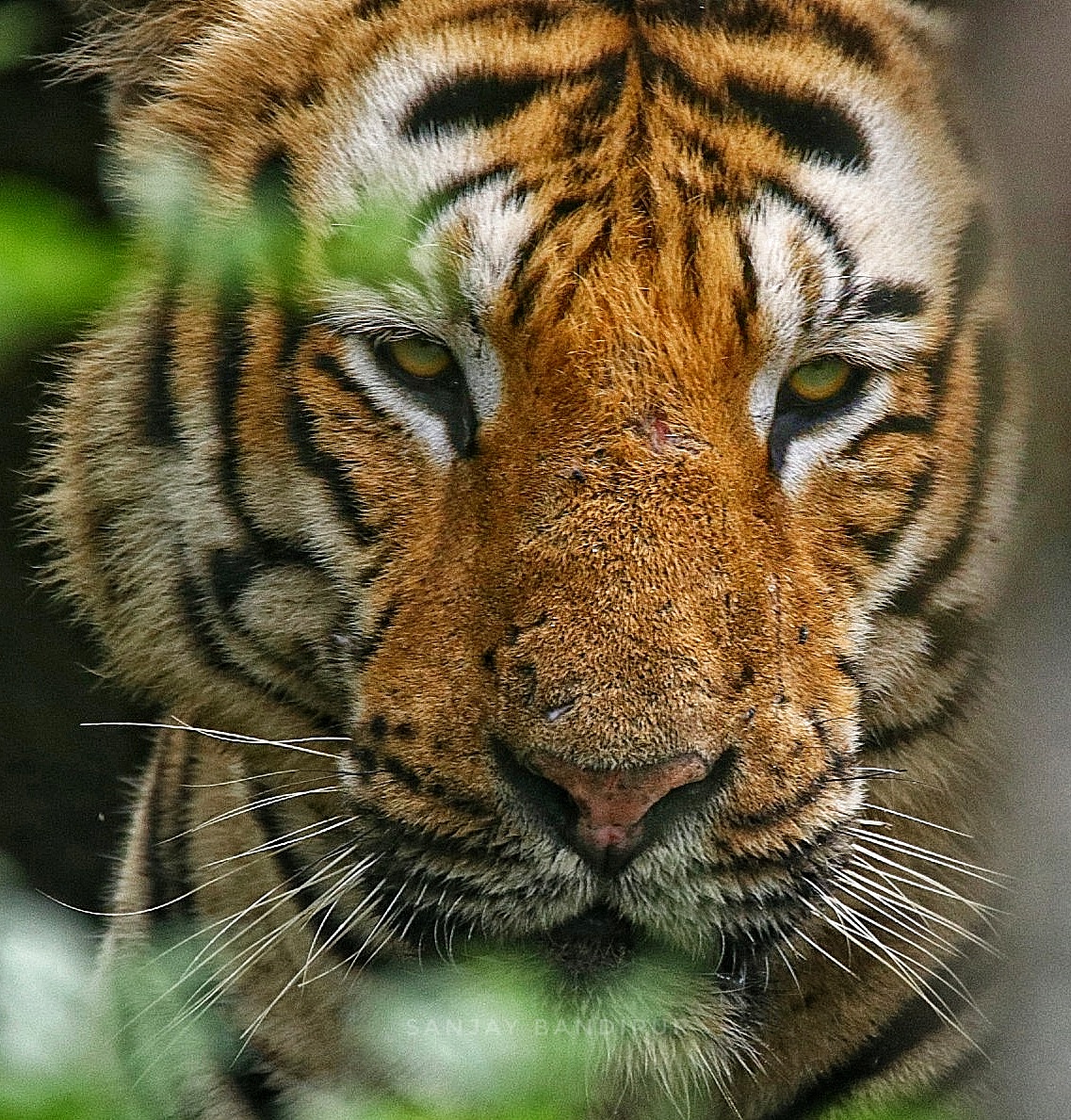 friends_of_bandipur_background