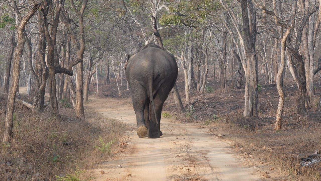 friends_of_bandipur_background