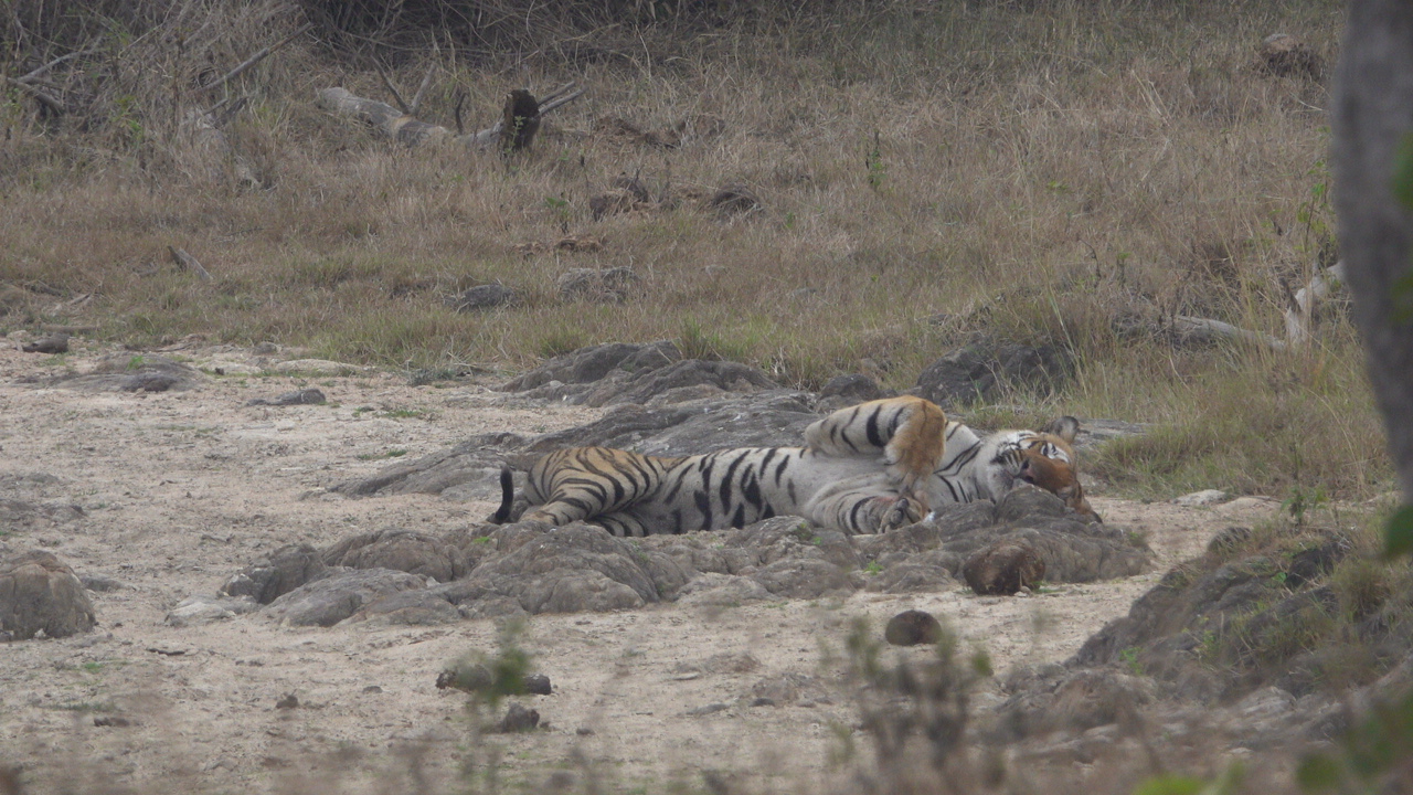friends_of_bandipur_background