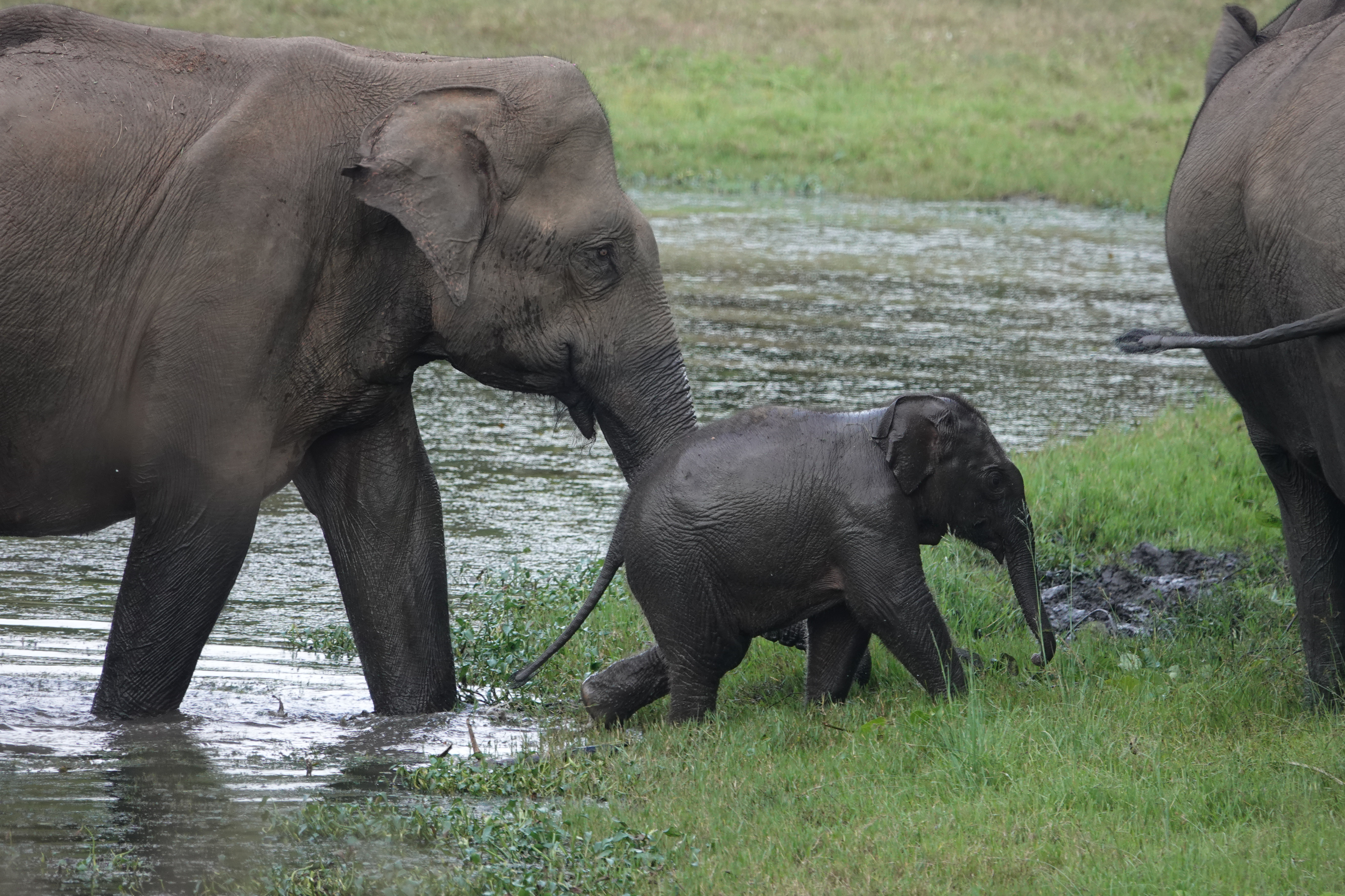 Friends of Bandipur