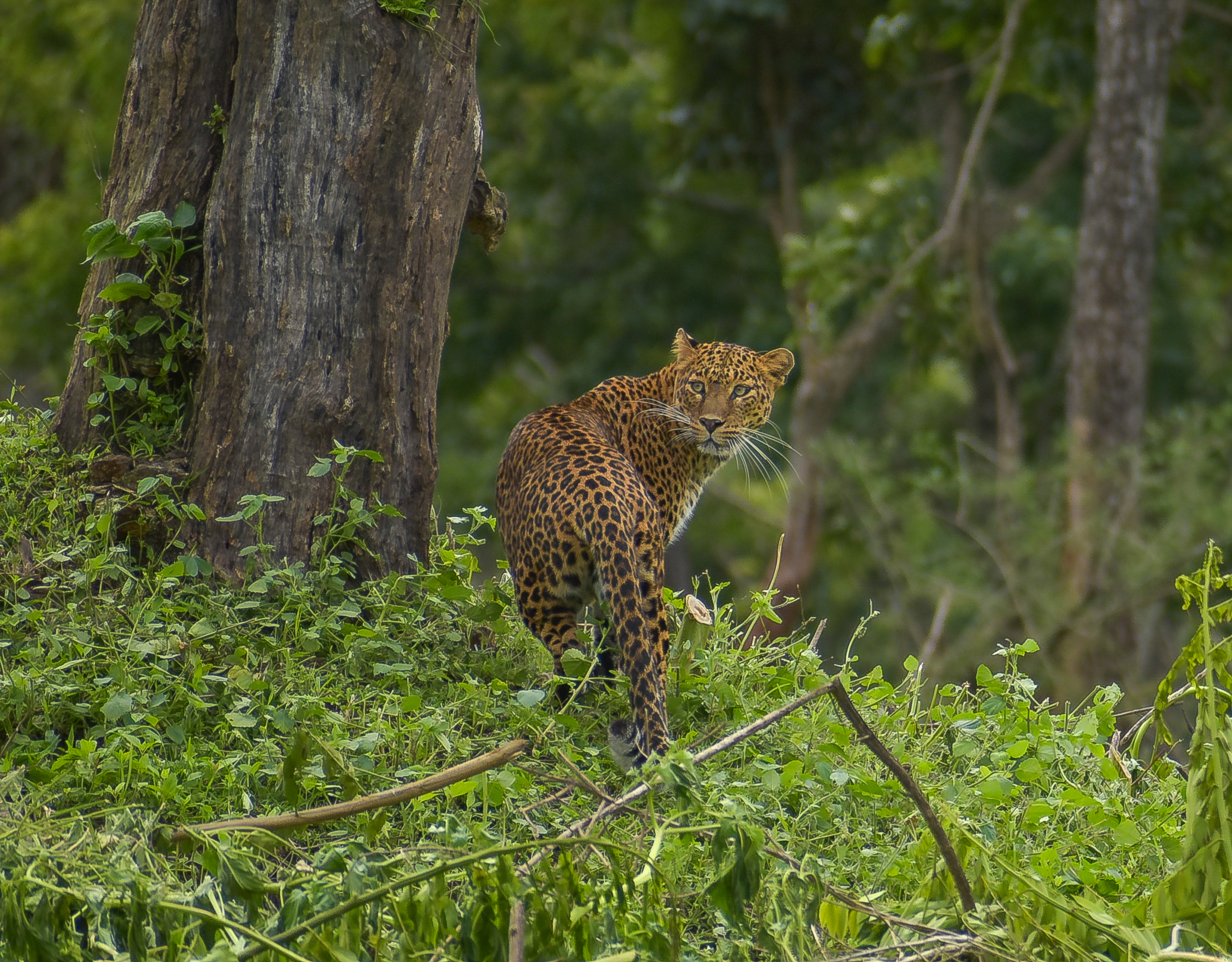 Bandipur Tiger