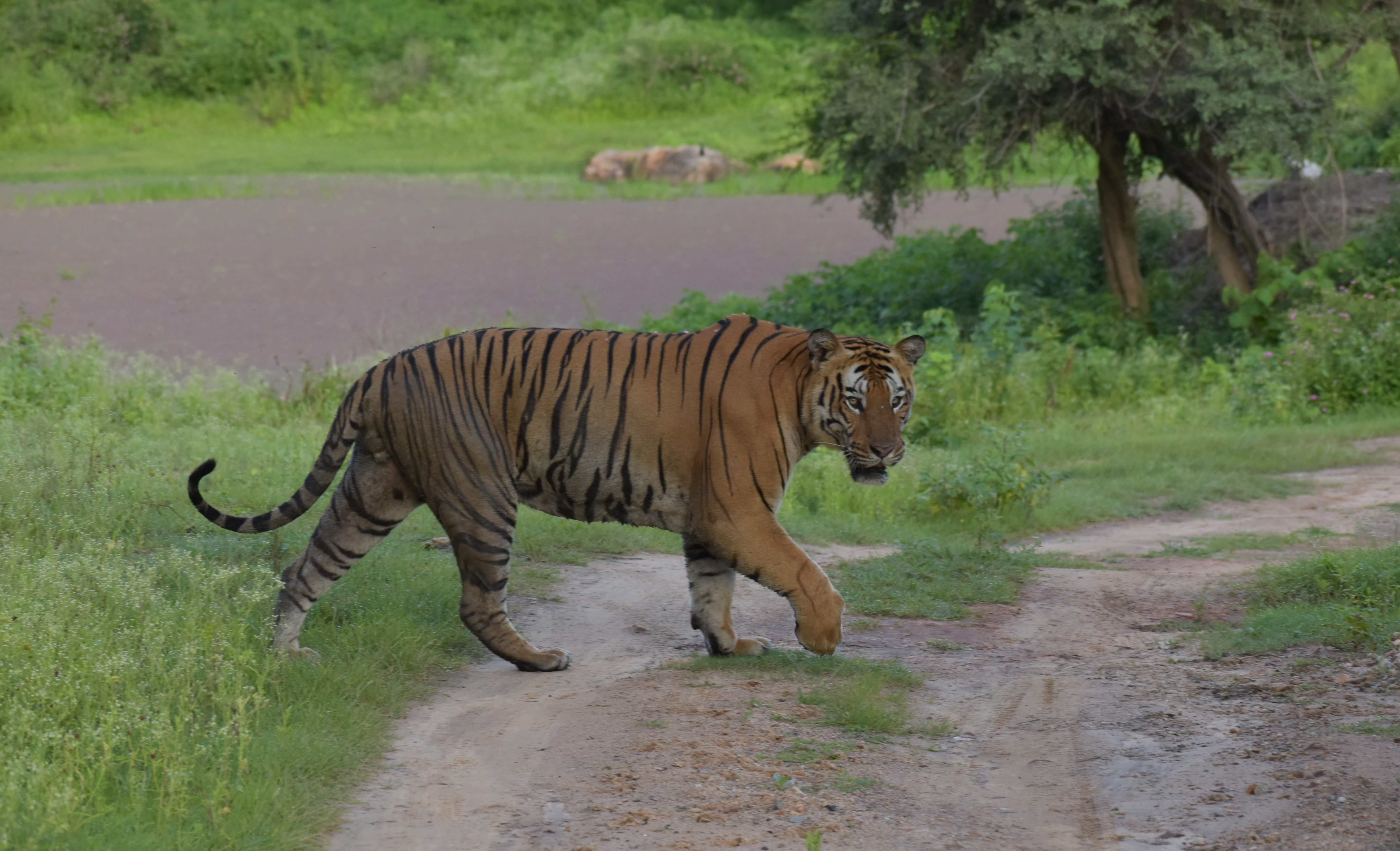 Bandipur Tiger