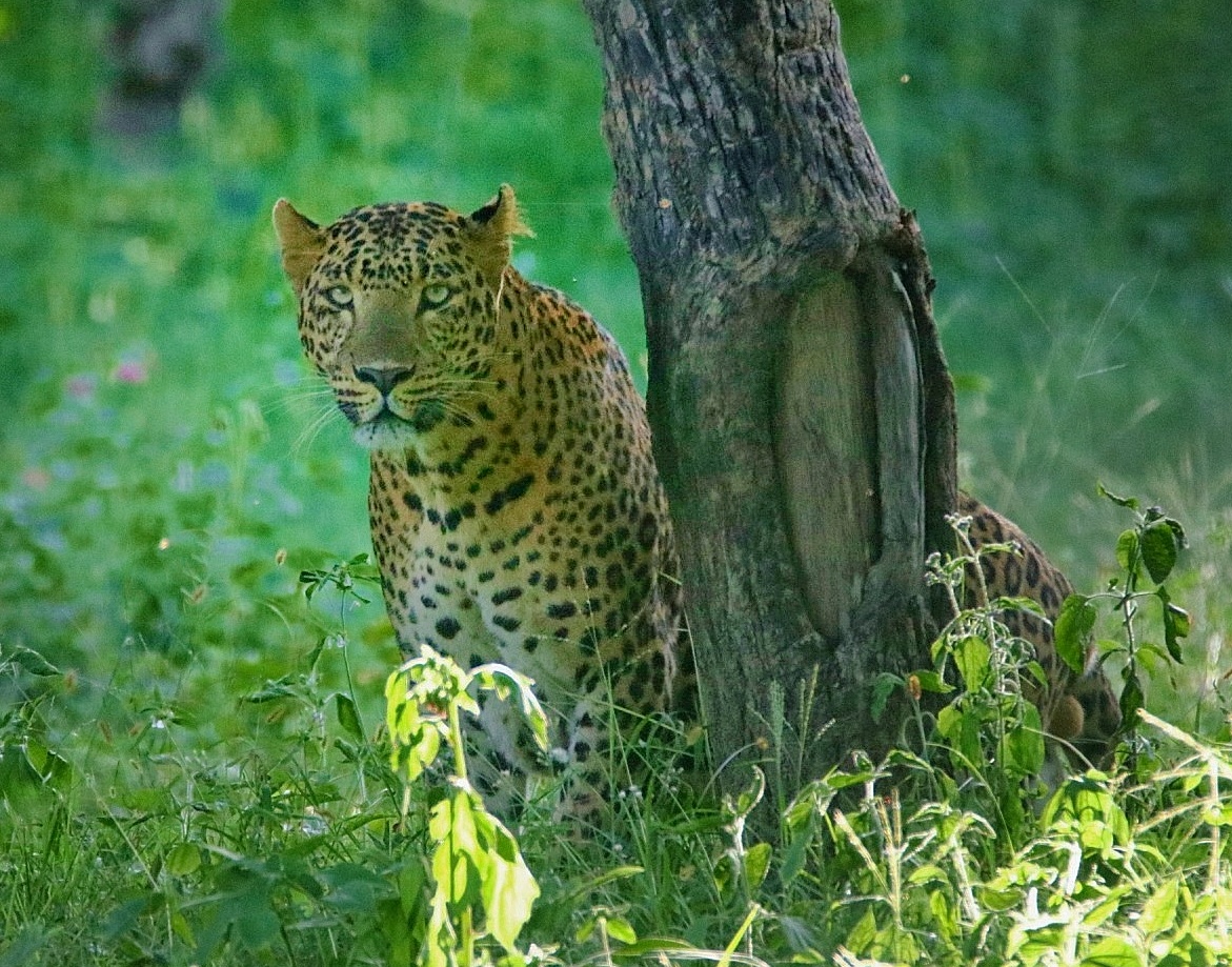 Bandipur Tiger