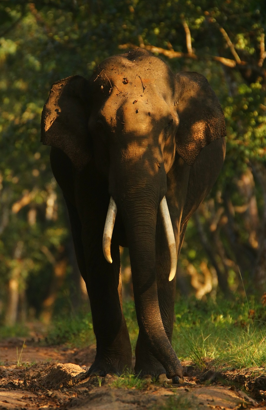 Bandipur Tiger