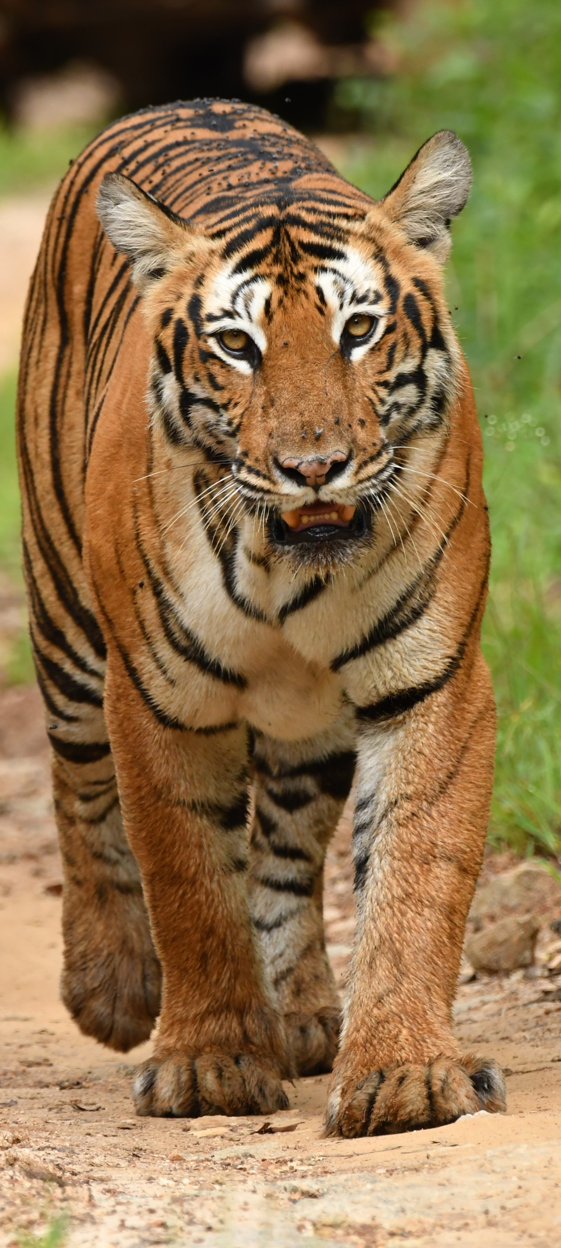 Bandipur Tiger