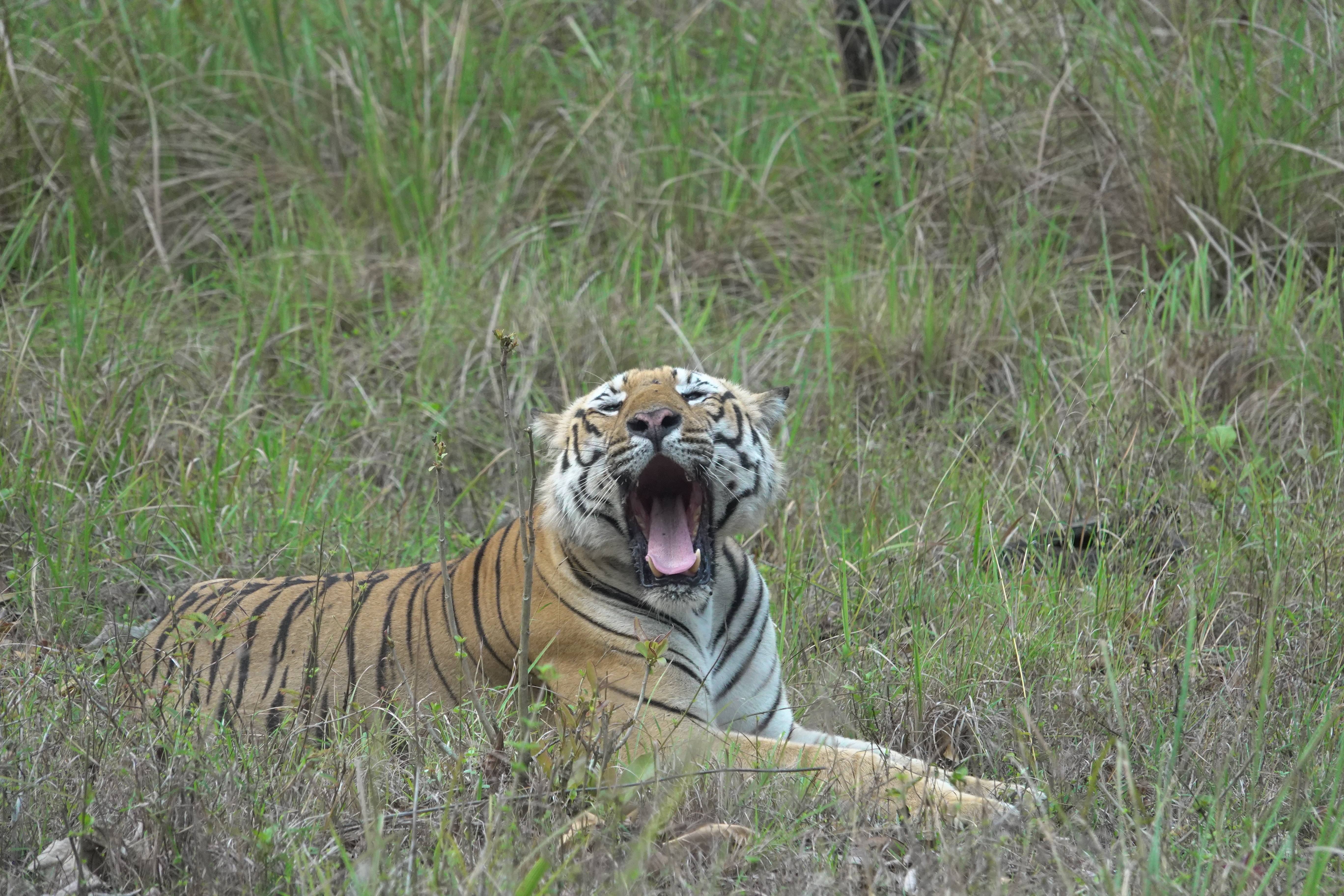 Bandipur Tiger