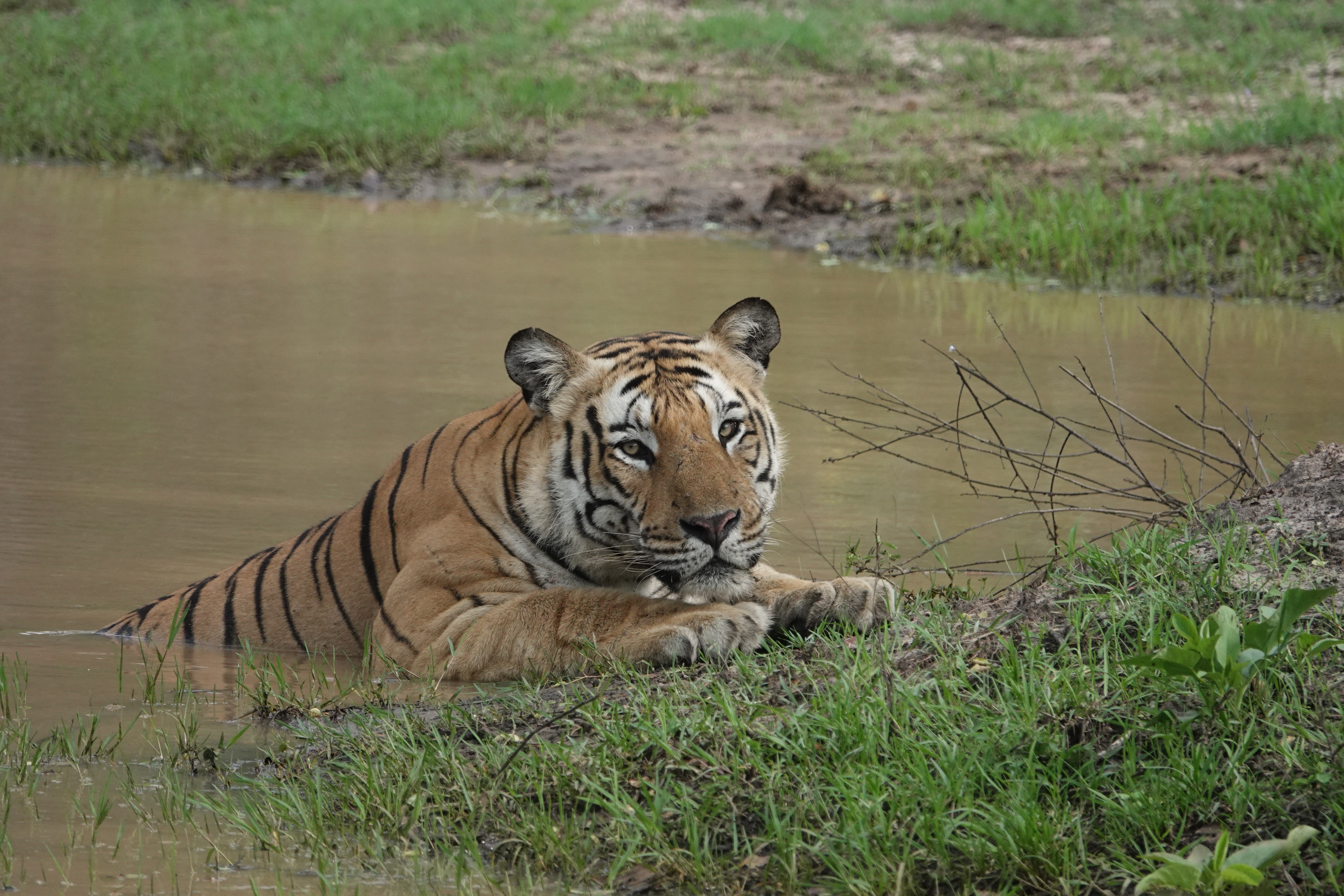 Bandipur Tiger
