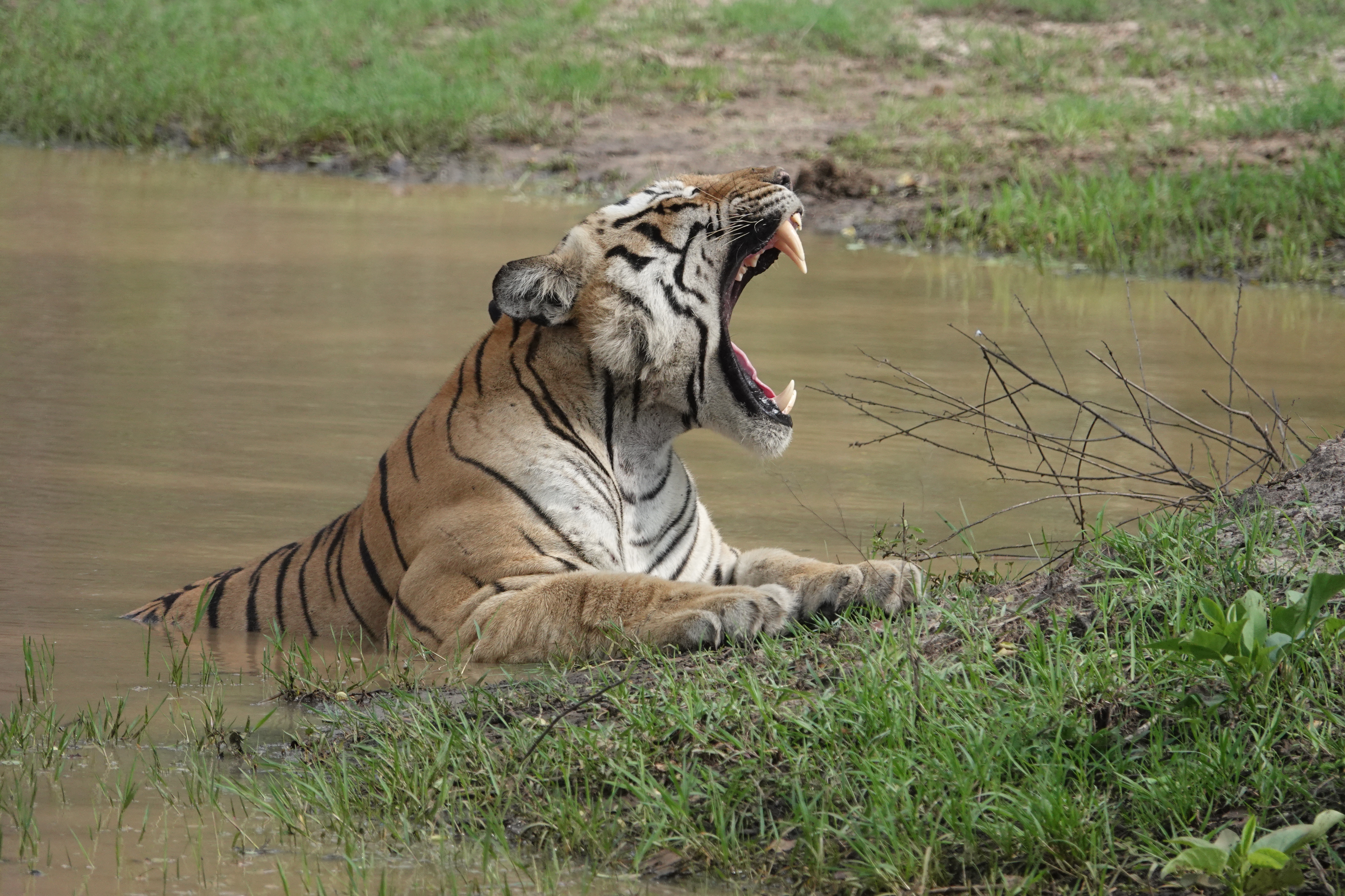 Bandipur Tiger
