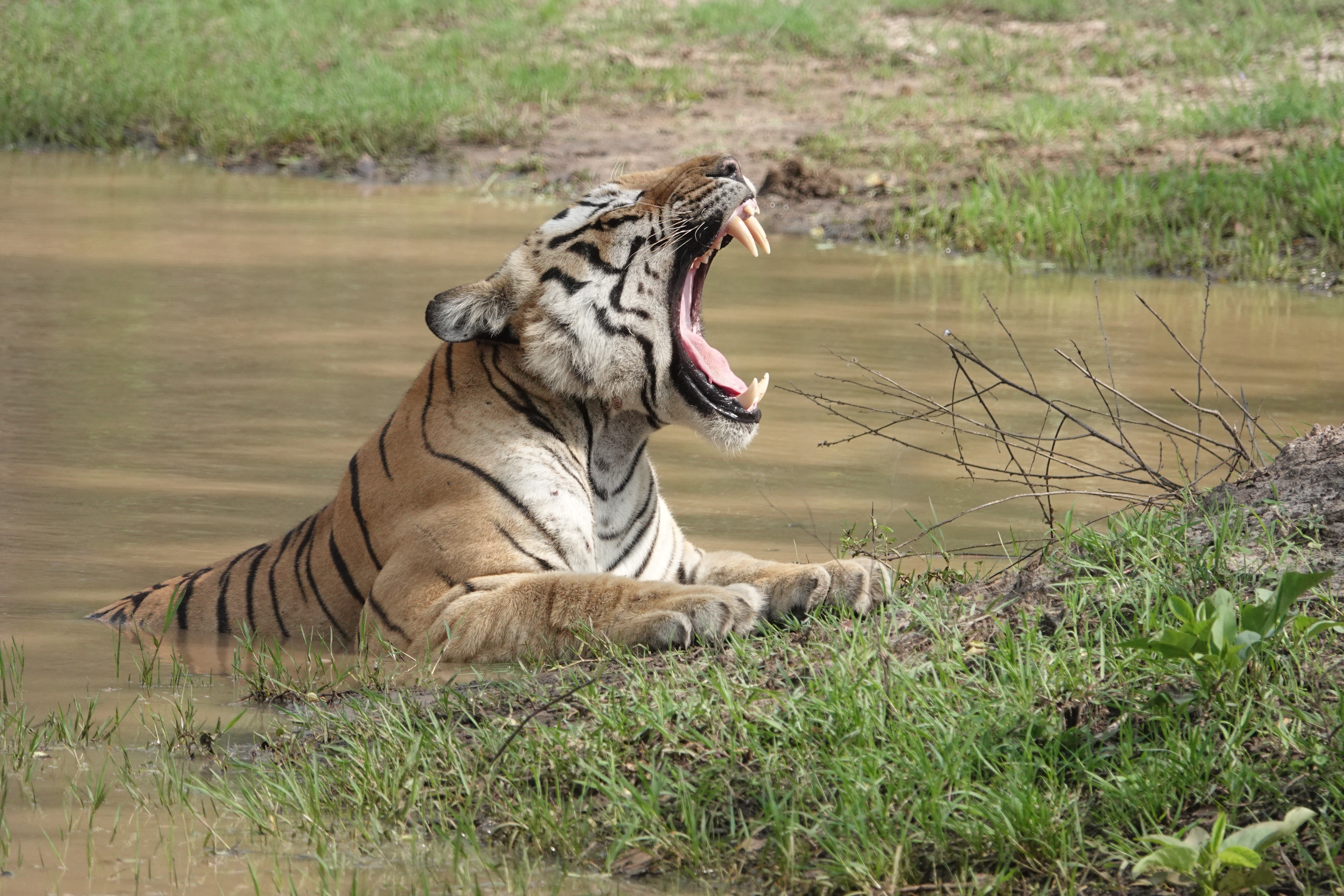 Bandipur Tiger