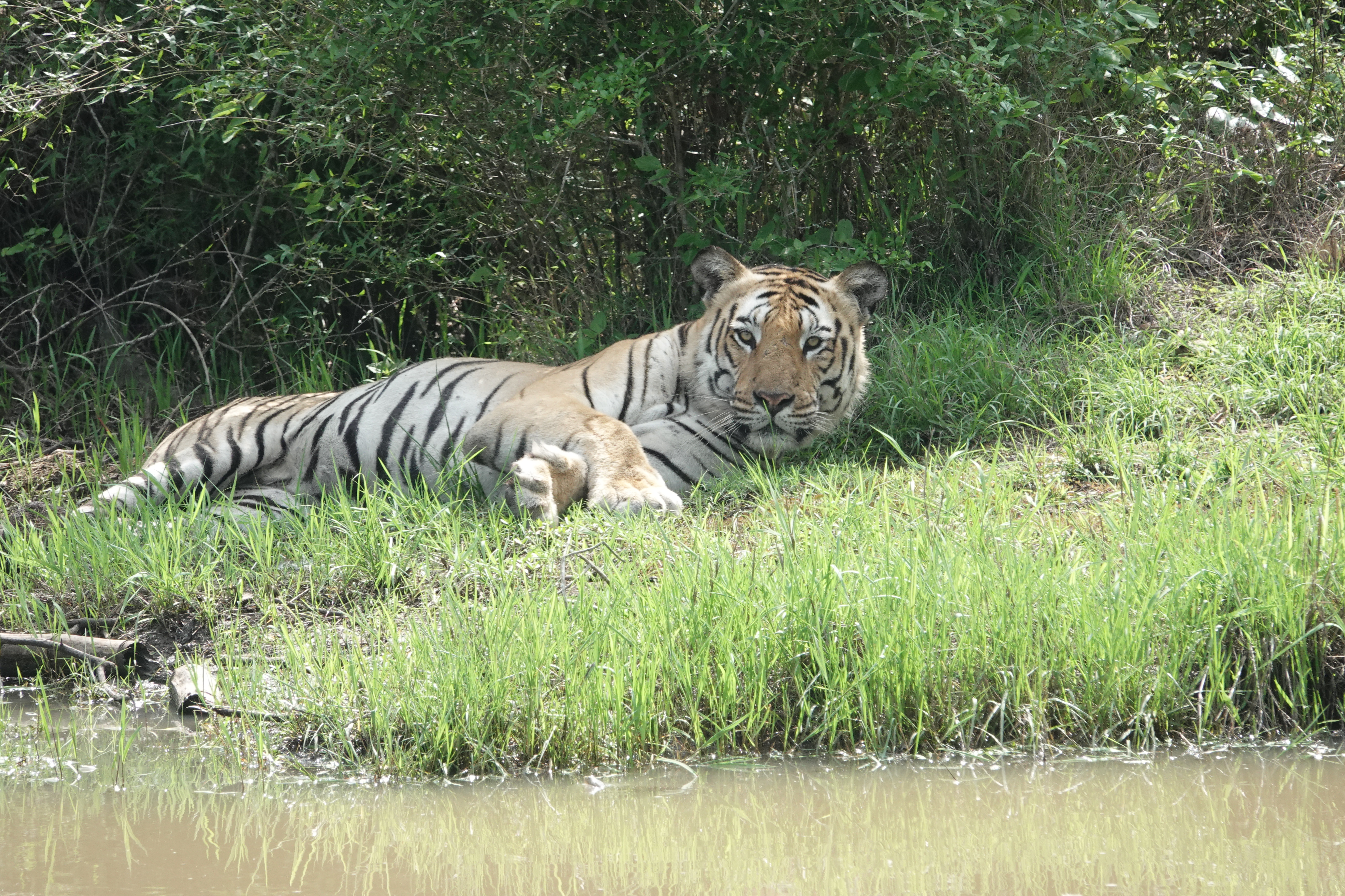 Bandipur Tiger