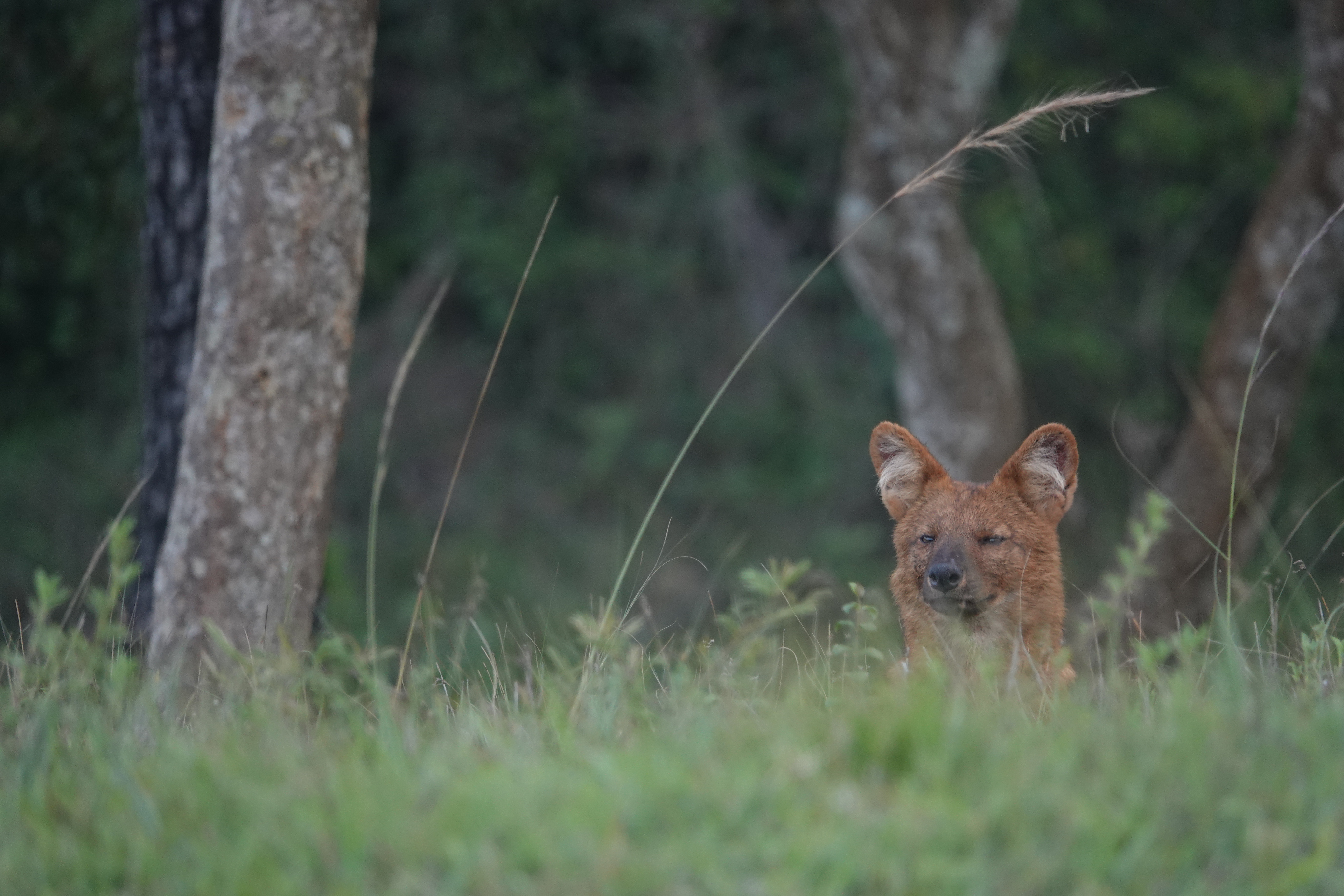 Bandipur Tiger