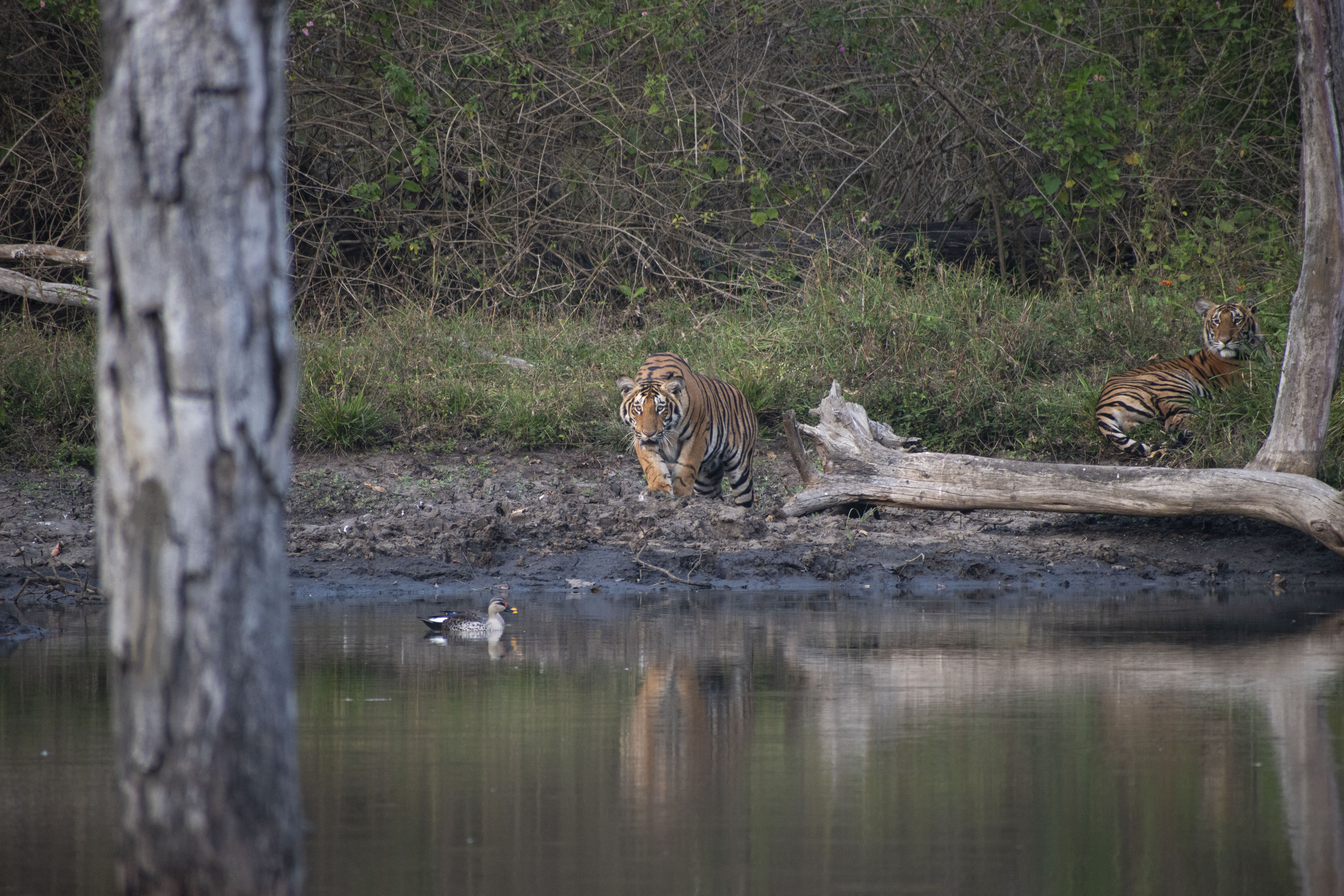 Bandipur Tiger